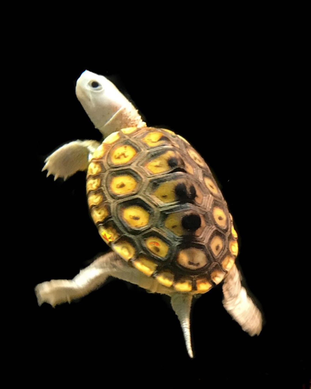 龟一年不吃食一招教你解决,宠物龟不吃食什么原因