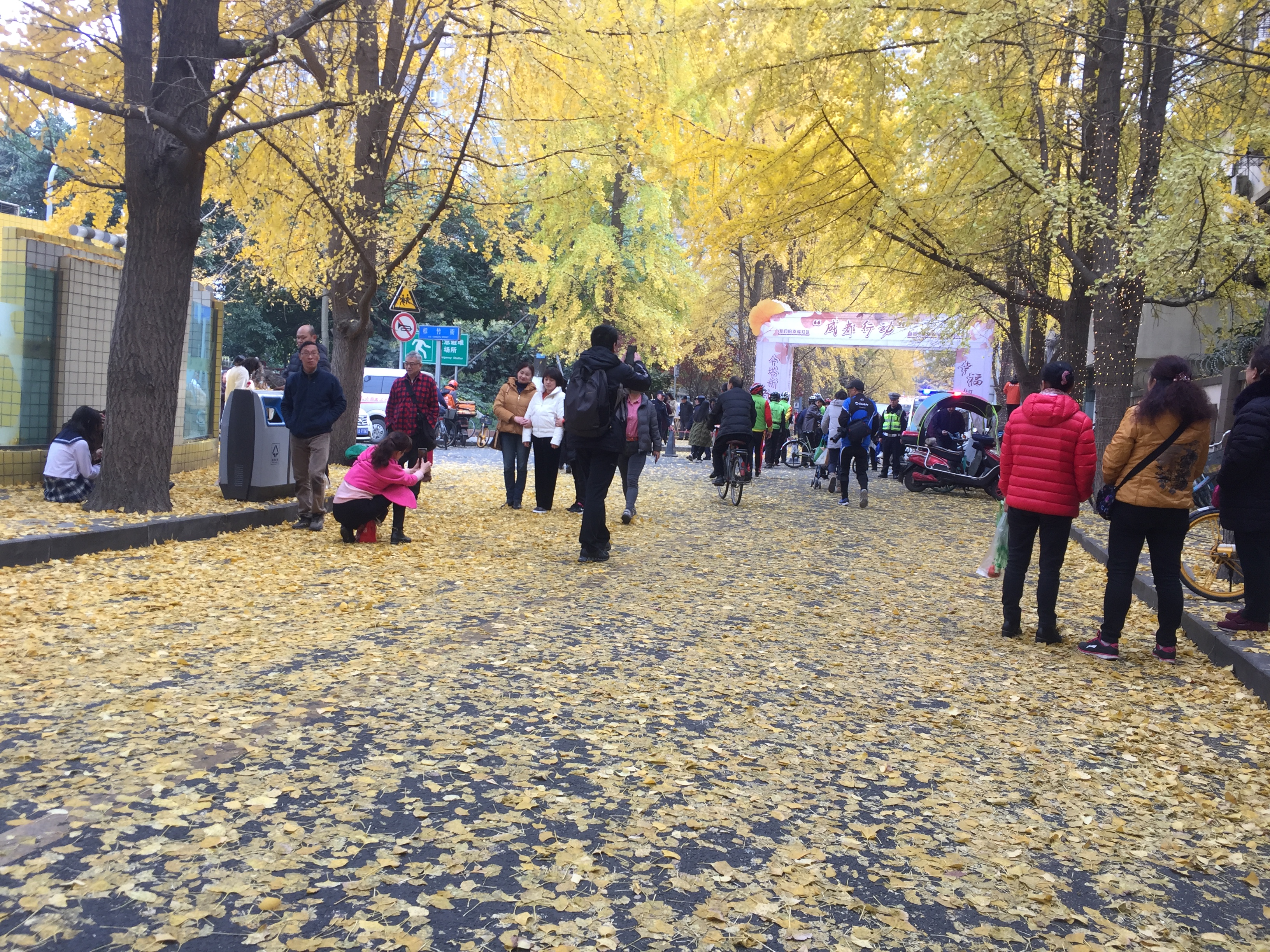 成都的银杏几月份最佳观赏期,成都银杏观赏指南