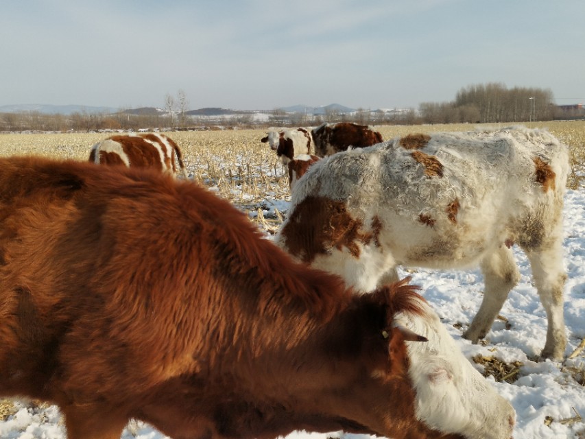 牛虱子怎么预防发病,牛快下崽了身上有虱子怎么办