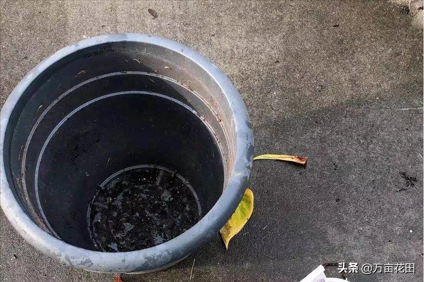 裸根百子莲的栽种方法,马蹄莲的球根种植方法图片大全