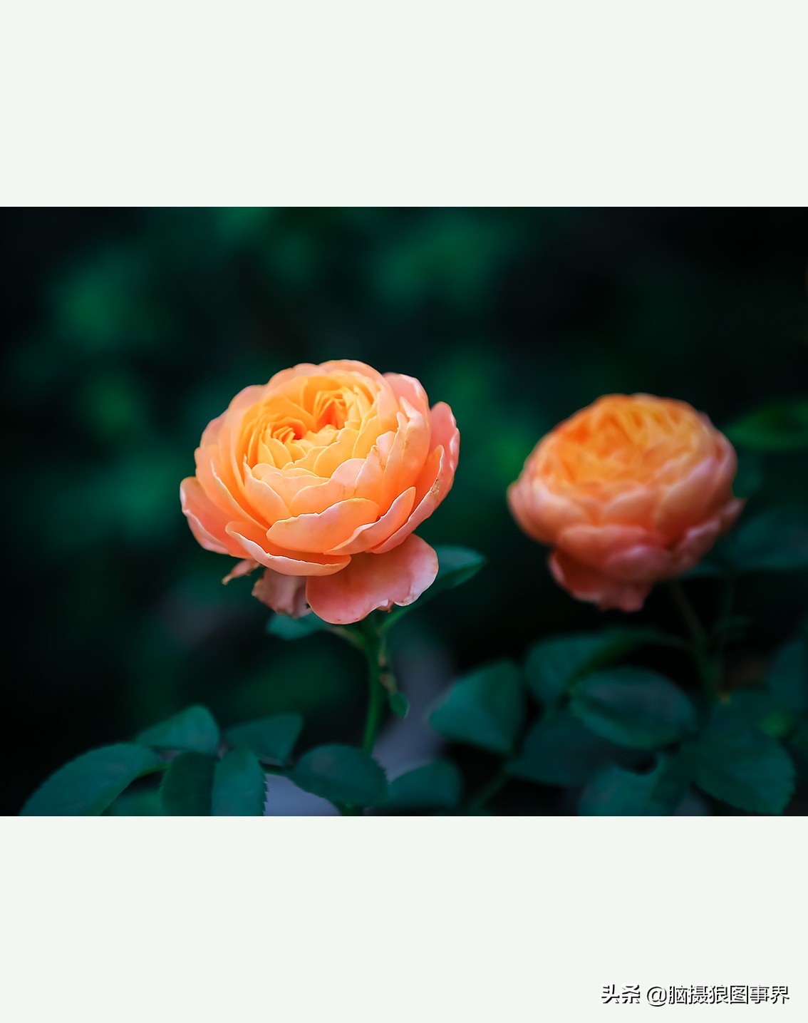 超清玫瑰花唯美图片,高清浪漫玫瑰花照片