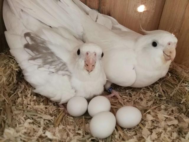 所有品种的玄凤鹦鹉图片,最常见的玄凤鹦鹉种类