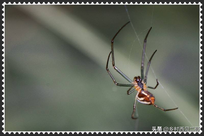 农村说四喜是什么意思,民间有四喜是指哪四喜