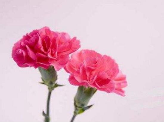 盆栽康乃馨需要什么肥料怎么使用,专家讲解康乃馨施肥的正确方法