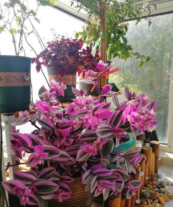 油画吊兰适合在室外养护,油画吊兰养在客厅好吗