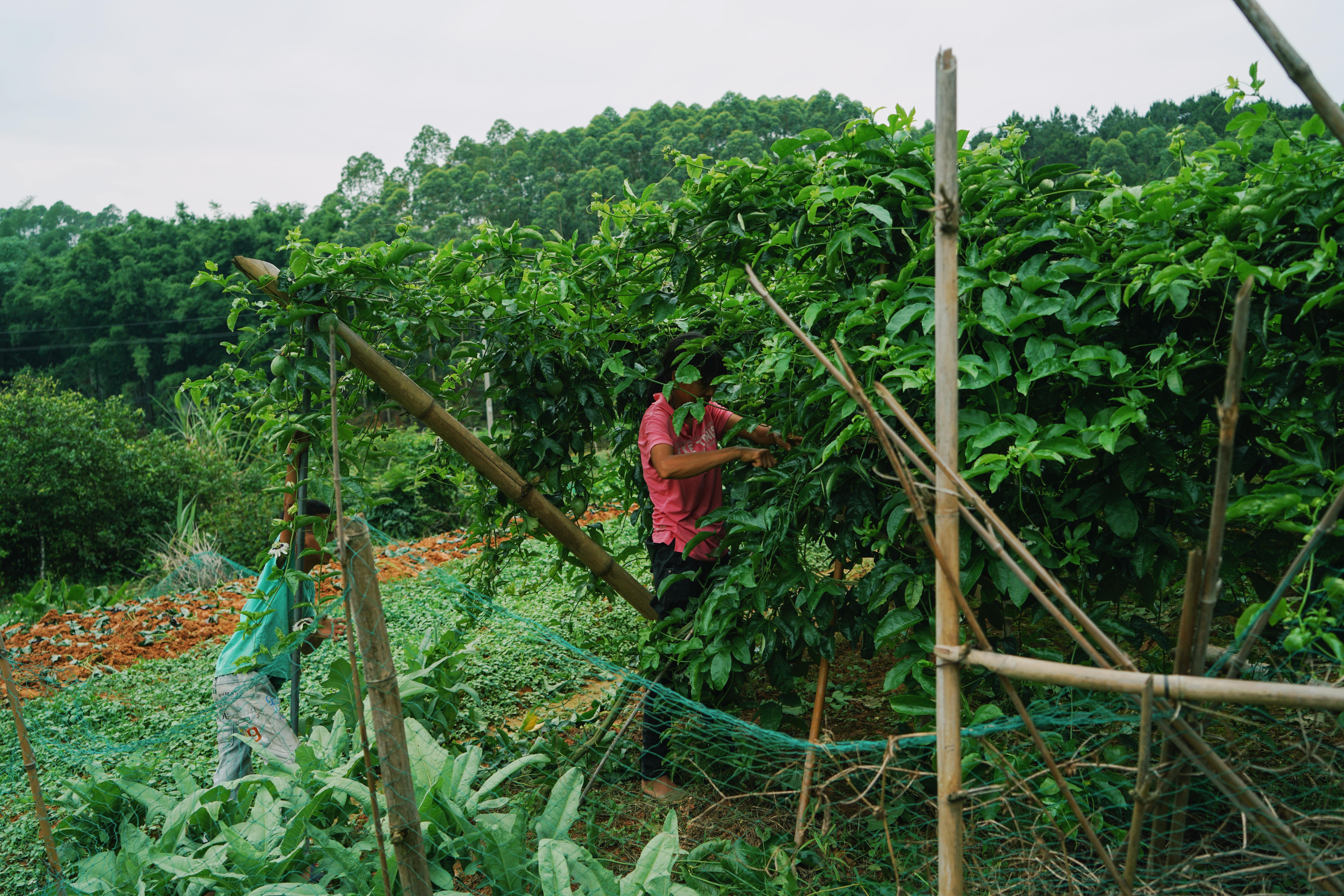 广西十岁百香果女童遇害案过程,广西百香果女孩遇害案进展