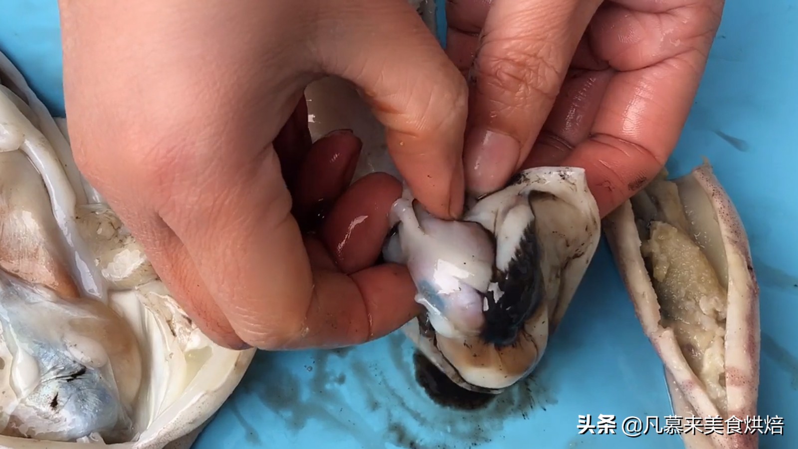 海兔墨鱼和八爪鱼哪个好吃,八爪鱼墨鱼鱿鱼海兔