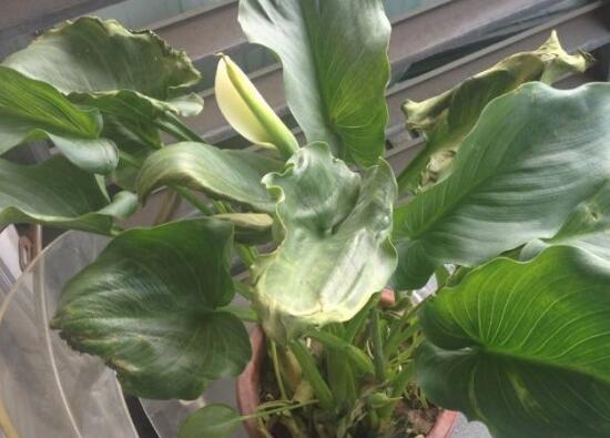 马蹄莲鲜切花花朵发黄焦边干枯,马蹄莲花蔫叶子发黄是什么原因