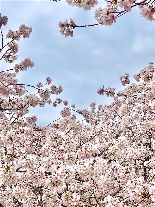 她在街头哽咽着唱了一首《萍聚》!浙江省人民医院部分援鄂医护再赴武汉,看樱花