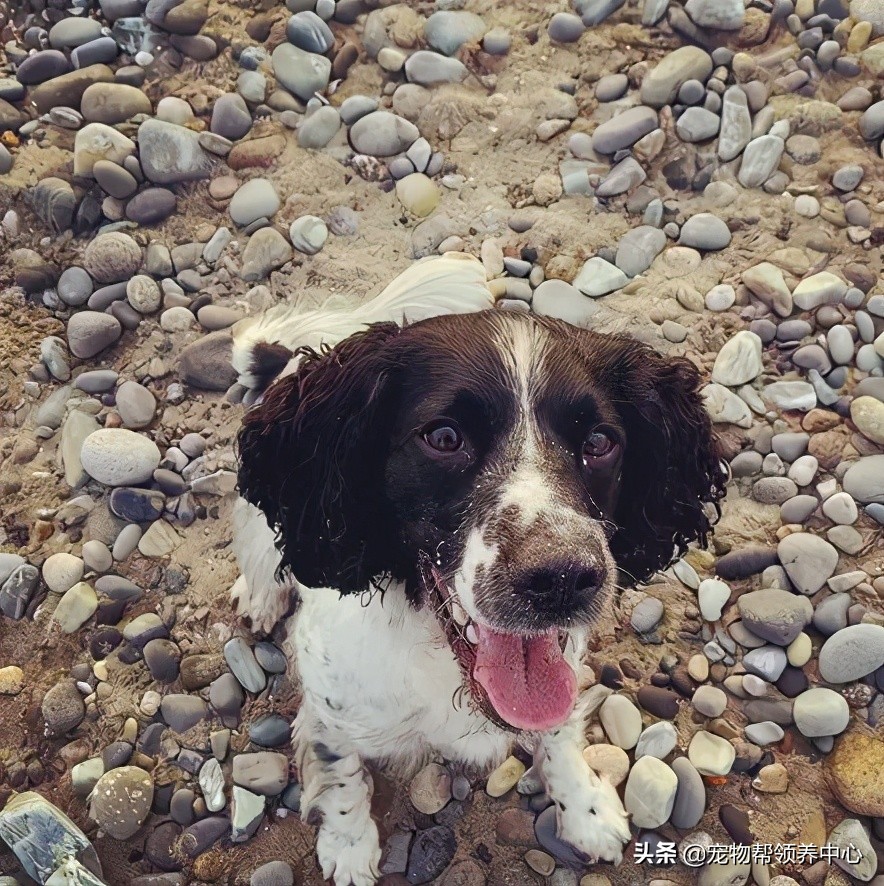 刚刚到家的狗狗身上非常脏怎么办,刚到家的狗狗发现有皮肤病