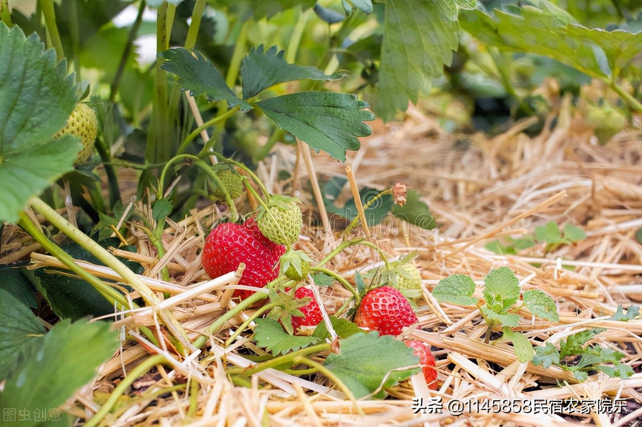蓟县环秀湖张玉生农家院,天津蓟县马伸桥翠屏湖钓鱼农家院