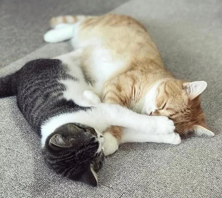 两只猫感情好不亲主人,两只猫感情好