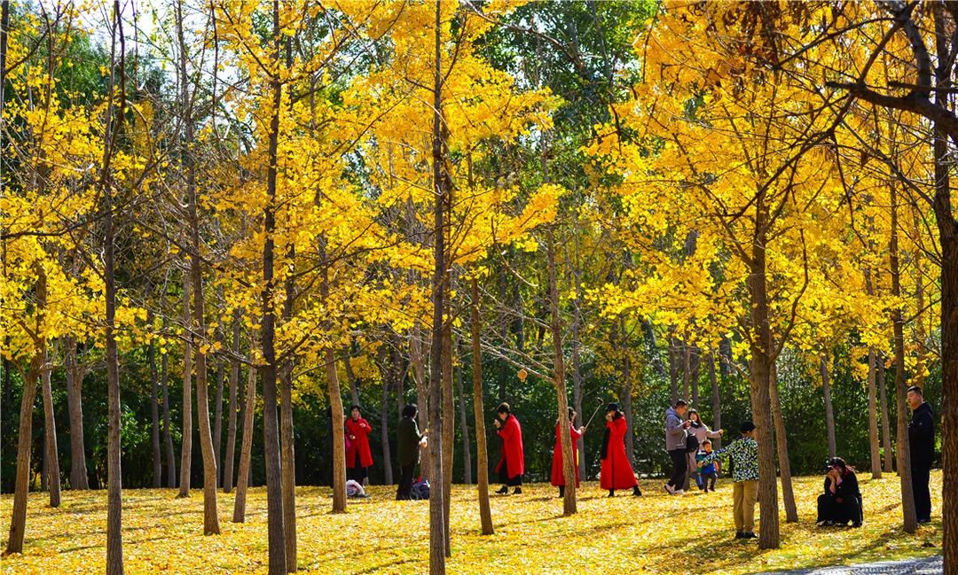 济南森林公园雪景,济南最美森林公园