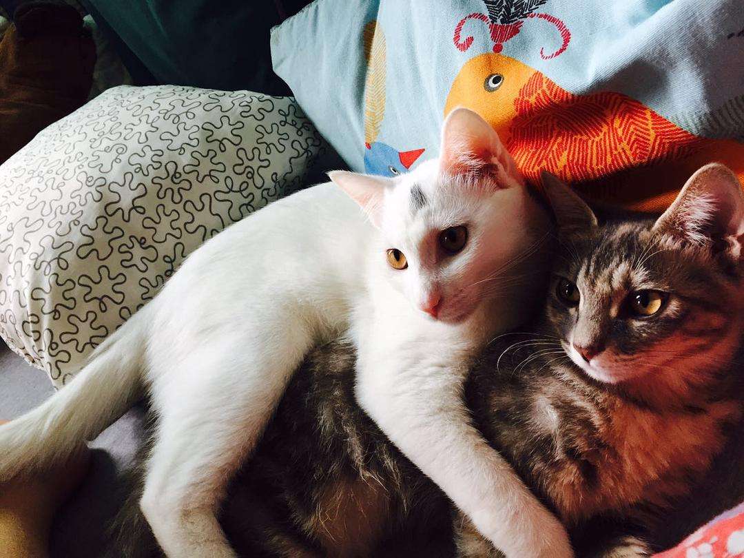 关于猫咪发情的那些羞羞事，养猫必读