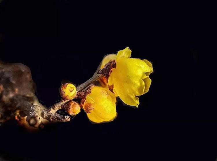 梅花拍摄技巧梅花三弄,一排梅花树如何拍出梅花的美