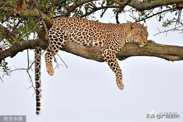 豹捕杀瞪羚,豹子捕杀瞪羚