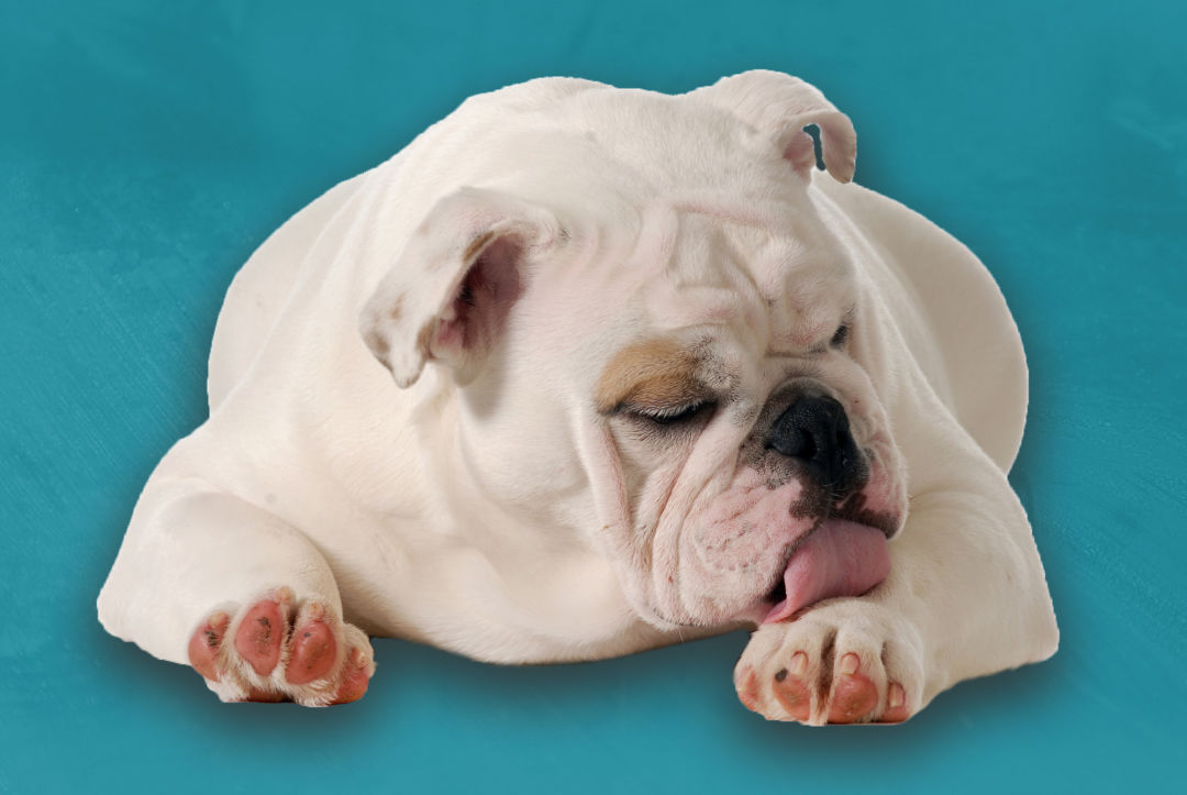 狗狗总爱舔舔舔，这是咋回事？