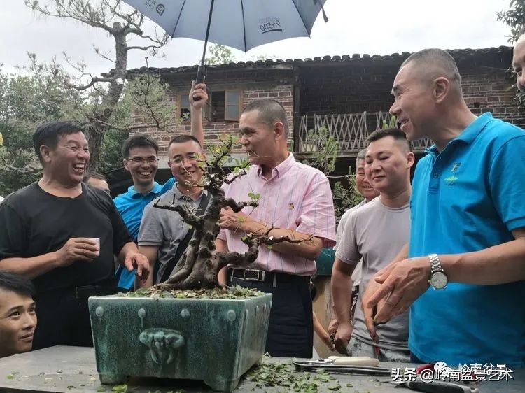 广东的盆景有哪些,适合广东玩的盆景