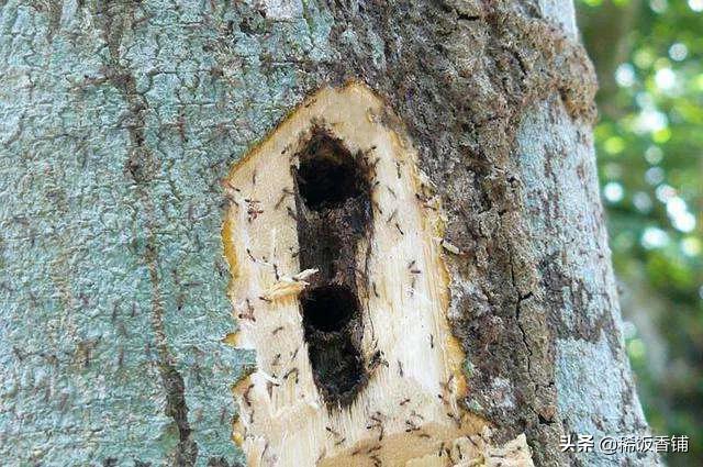 香中贵族天然海南沉香,沉香中的奢侈品