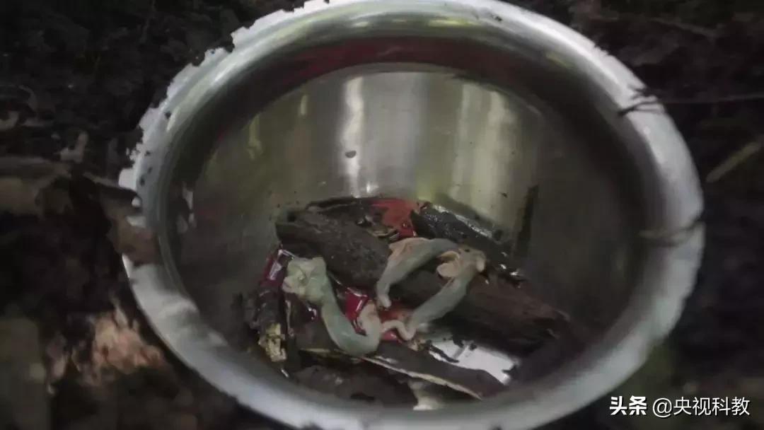 揭秘出没滇南的巨型“红龙”