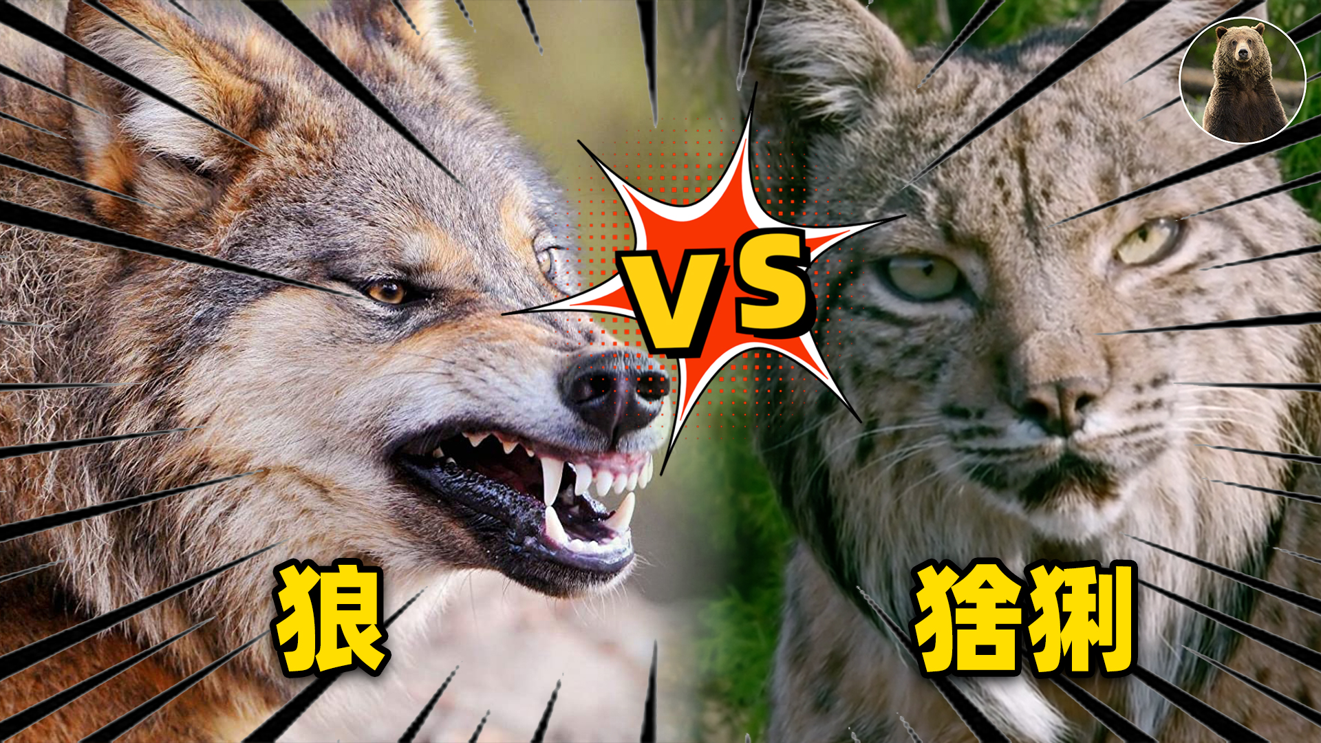 当狼遇到真正的狼时,当狼遇到真正的哈士奇