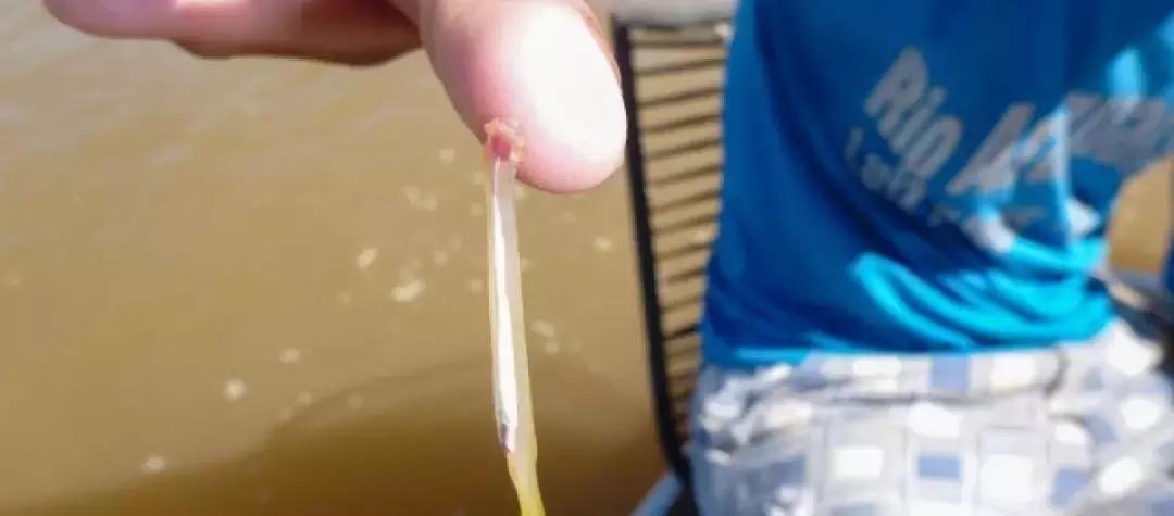 亚马逊河里的恐怖之处,亚马逊河里有多恐怖