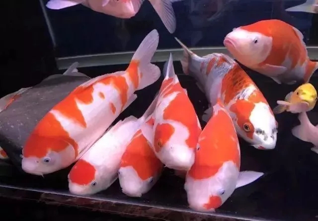 小院锦鲤鱼池建造全过程,自己建造庭院锦鲤鱼池