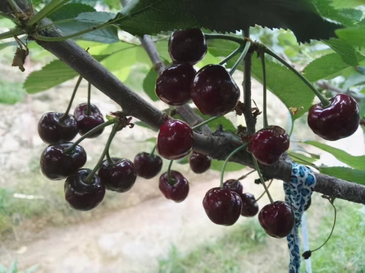 沈阳采摘樱桃园哪个最好玩,沈阳华仔大樱桃采摘园