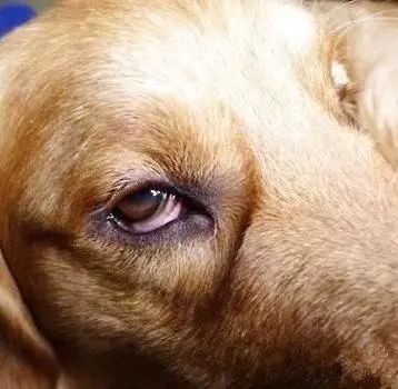 狗狗有眼屎是有疾病吗,狗狗有一只眼睛有脓眼屎什么原因