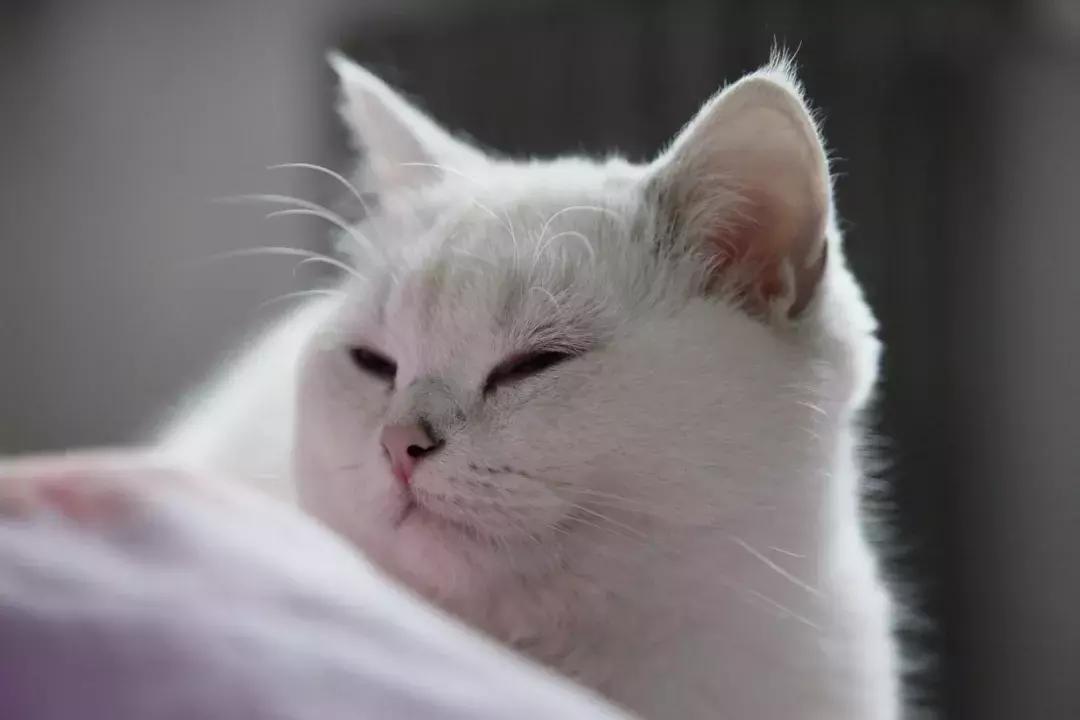 夏末秋初，刘三姐的英短咪咪，邂逅梁实秋的白猫王子