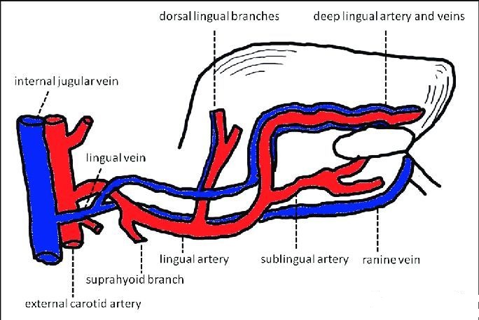 咬舌死亡是什么原因,咬舌头治病真的假的呀