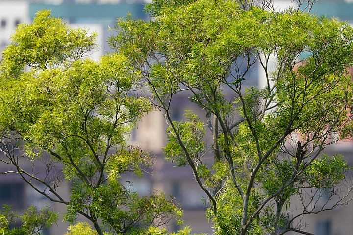 索尼fe50mmf2.5gm测评,索尼fe24f1.4gm大师镜头评测