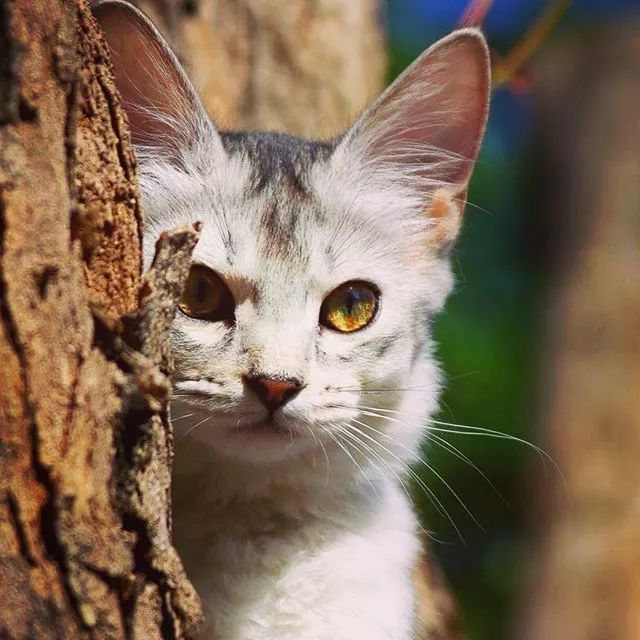 贵族阿比西尼亚猫,神秘的波斯猫