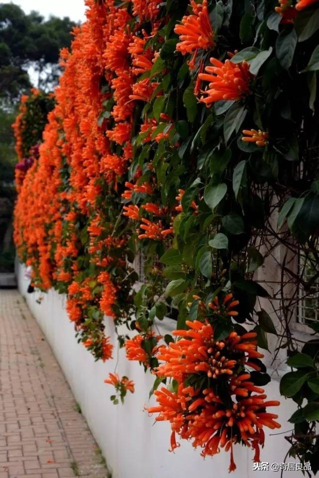 四季开花的庭院爬藤,庭院爬藤花期长哪种最好