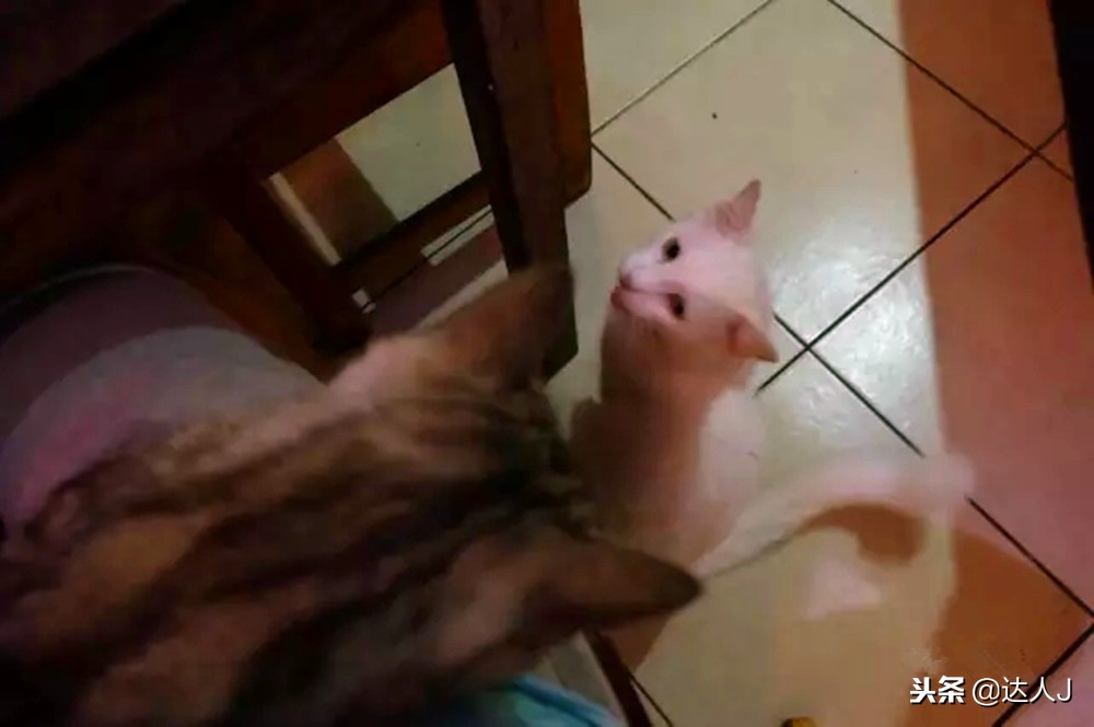 小天绝地求生,小天蜘蛛