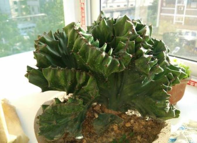 玉麒麟可以除甲醛吗,玉麒麟除甲醛吗