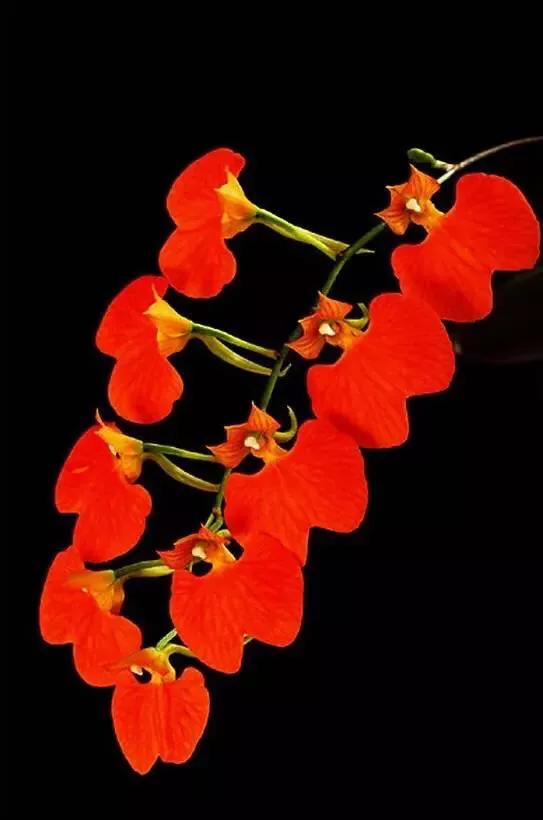 顶级珍稀兰花品种大全视频,珍稀兰花摄影