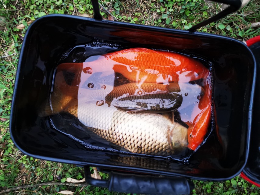 黄田谷水库钓鱼,黄田镇钓鲤鱼视频