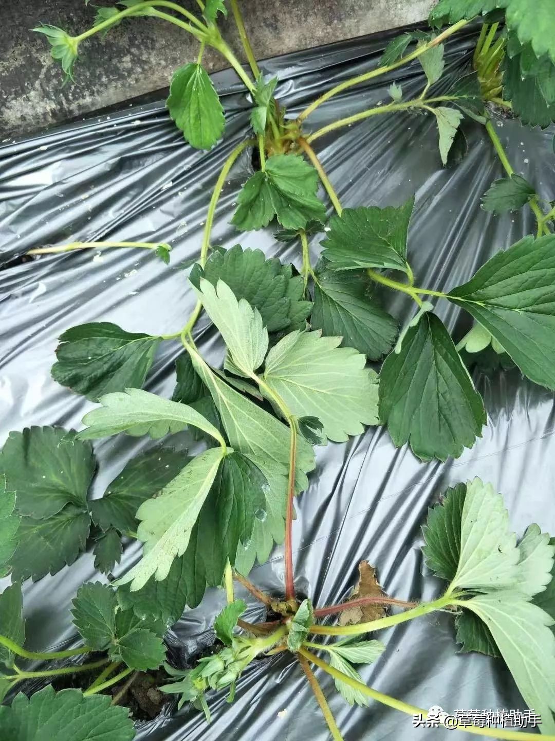 草莓铺地膜前多久不要浇水,草莓铺膜前注意什么