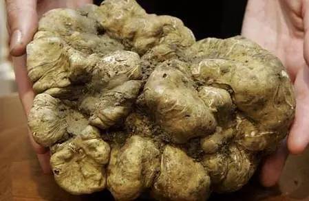 最新世界十大最贵的食物,世界上最贵的十种食物排名