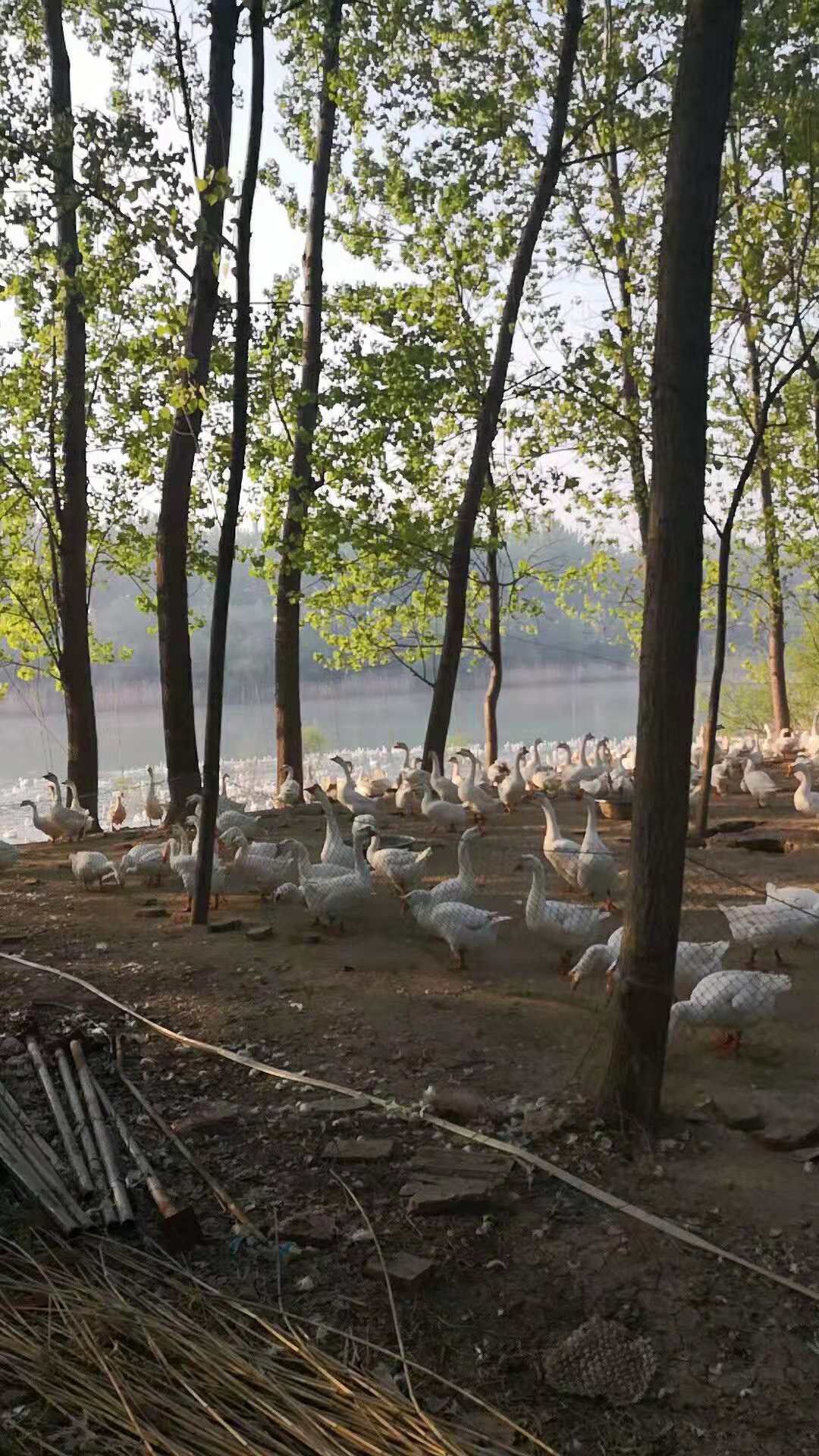 养鹅预防霉菌,养鹅预防霉菌的药