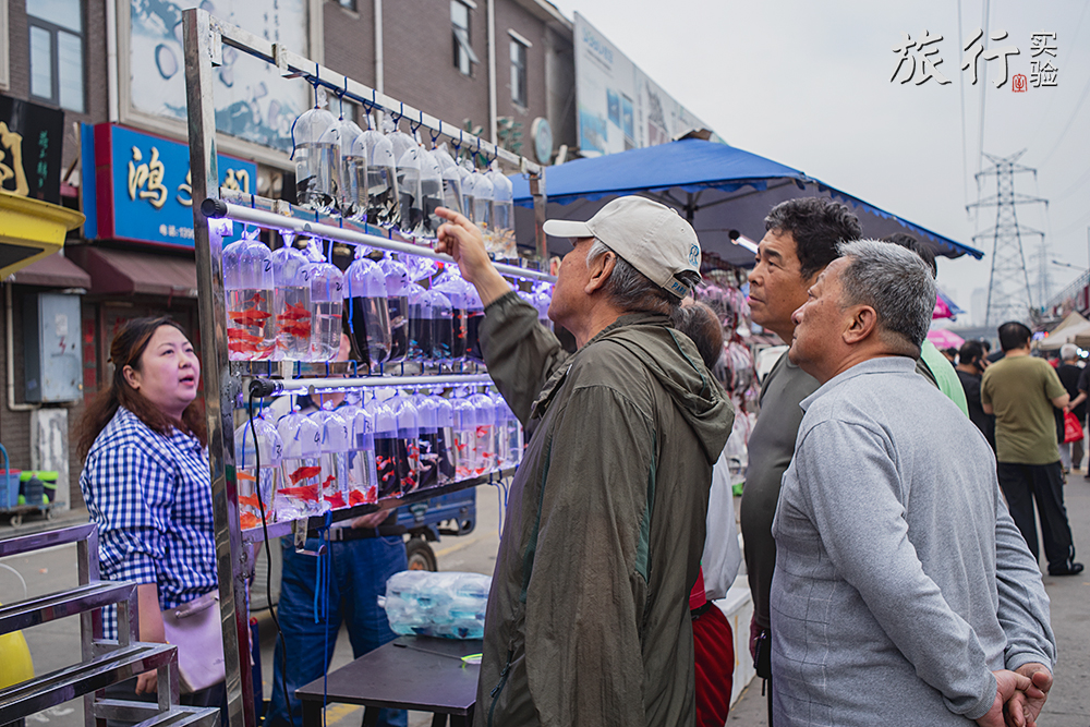 一周一次的宠物市场,天津适合带宠物去游玩的地方