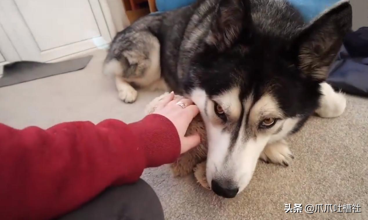 狗狗吃醋怎么办,狗狗“吃醋”的哪些表现