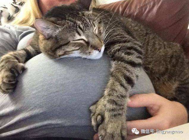 优生优育五项检查弓形虫数值,优生优育五项感染数据