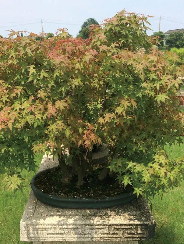 盆景素材十大排名 (什么盆景素材最好)