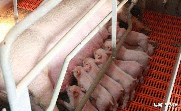 母猪怀孕流产症状,母猪孕前期流产有什么症状