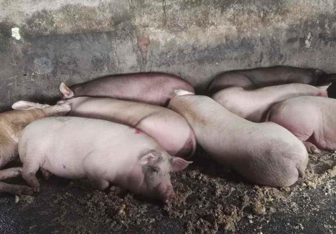 猪反复发烧40度左右是什么病,200多斤的猪体温40度算正常吗