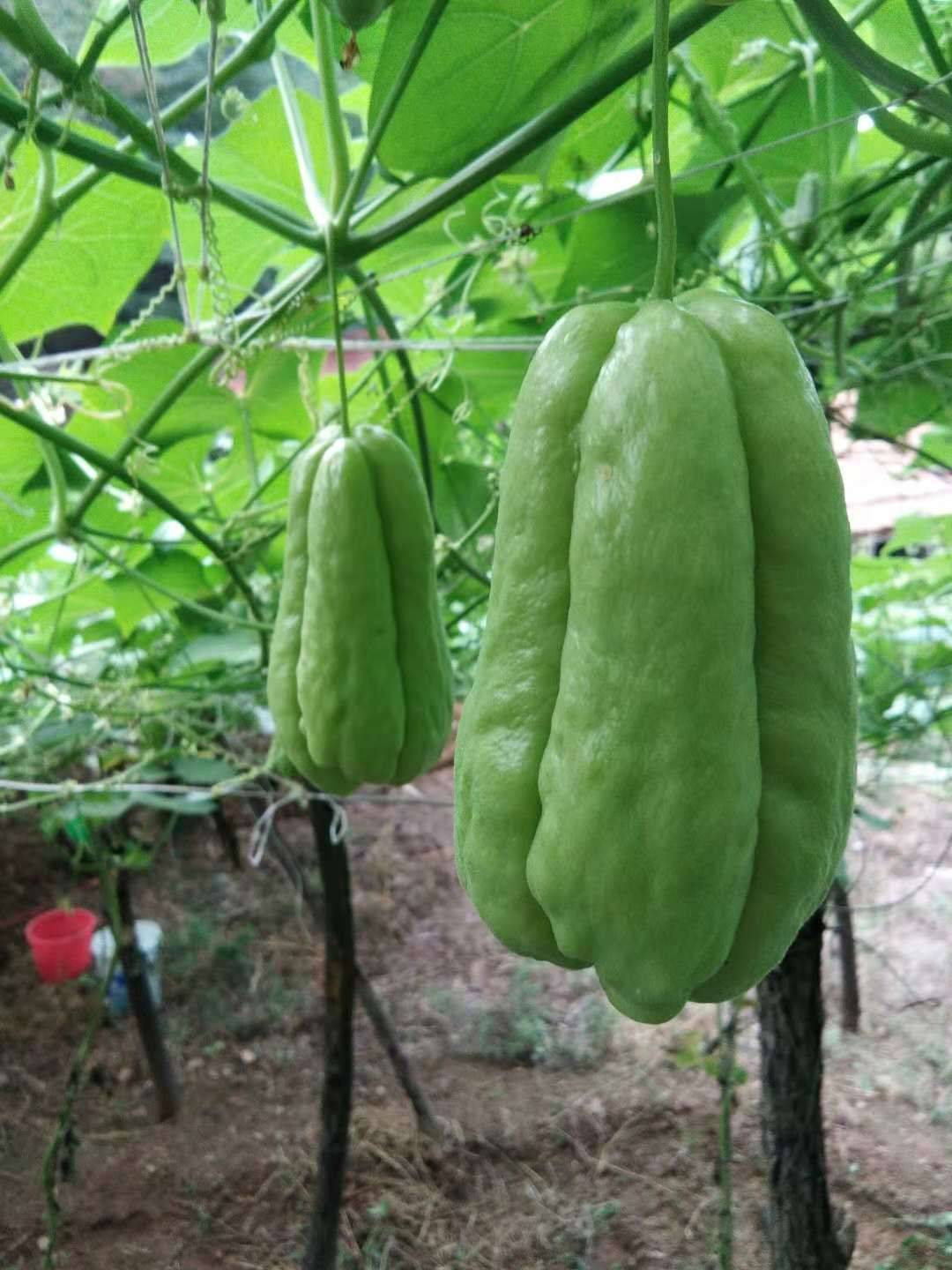 佛手瓜瓜形如两掌合十，有祝福之意，深受人们喜爱