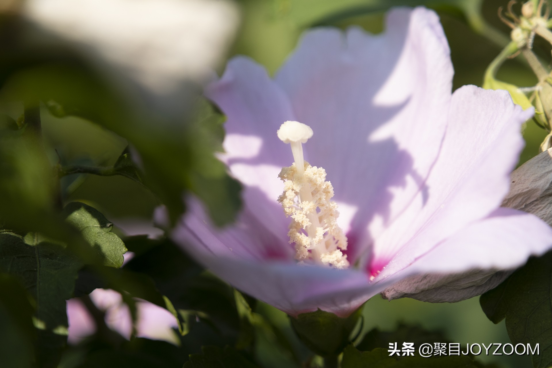 富士xf30mmf2.8微距镜头评测,富士xf16-80与xf18-55镜头对比