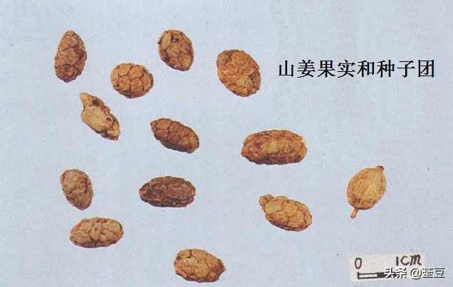 砂仁的好与坏的识别,如何辨别砂仁的真假